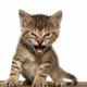 ROARING•KITTY•BTC logo
