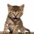 THE•ROARING•KITTY•GANG logo