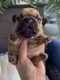 BABY•FRENCHIE•DOG logo