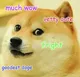 KABOSU•GOODEST•DOGE•MUCH•WOW logo