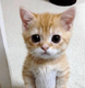 MEOW•MEOOW•MEOW logo