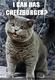 I•CAN•HAS•CHEEZBURGER•CATS•RUNE logo