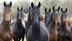 THOROUGHBRED logo