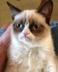 THE•GRUMPY•CAT logo
