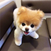 BOO•THE•POMERANIAN logo