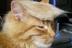DONALD•TRUMPS•CAT•MOTTYA logo