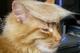 DONALD•TRUMPS•CAT•MOTTYA logo