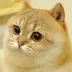CATS•DAO•MEMECOIN logo
