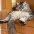 THE•FAT•CAT•SITS logo