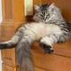 THE•FAT•CAT•SITS logo