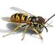 Z•WASP•WIF•HAT•Z logo