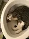 CAT•IN•THE•TOILET logo