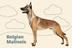 BELGIAN•MALINOIS logo