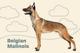 BELGIAN•MALINOIS logo