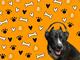 THIS•IS•GOOD•DOG logo