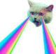 STUPID•SILLY•CAT logo
