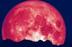 STRAWBERRY•MOON logo
