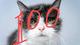 HUNDRED•SAT•CAT logo