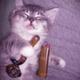 SLEEPY•STONED•CAT logo
