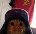 COMMUNIST•CAT•COIN logo