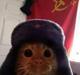 COMMUNIST•CAT•COIN logo