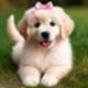 LADY•DOG•DOGINI logo