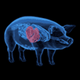 XENOTRANSPLANTATION logo