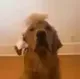 DOG•FOR•DONALD•TRUMP logo