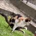 INDIAN•CAT•OPNET logo