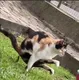 INDIAN•CAT•OPNET logo