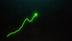 NUMBER•GO•UP•GREEN logo