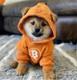 DOG•GO•TO•MOON•RUNE logo