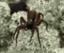 FRACTAL•SPIDER logo