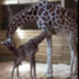 APRIL•THE•GIRAFFE logo