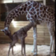 APRIL•THE•GIRAFFE logo
