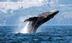 WATER•WORLD•WHALES logo