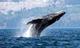 WATER•WORLD•WHALES logo