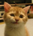 SIRIUS•THE•FIRST•BITCOIN•CAT logo