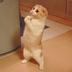 FIRST•MEME•LOLCAT logo