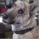 THE•FIRST•BITCOIN•DOG•CLARK logo