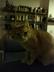 SASHA•THE•BITCOIN•CAT logo