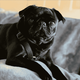 THE•PUG•SATOSHI logo