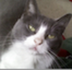 BOUNCE•THE•BITCOIN•CAT logo