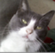 BOUNCE•THE•BITCOIN•CAT logo