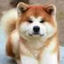 BUDDY•THE•BITCOIN•DOG logo