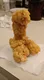TENDIES•WITH•HUNNY•MUSSY logo