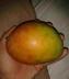 MANGO•MANGO•MANGO logo