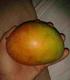 MANGO•MANGO•MANGO logo