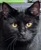 OP•CAT•WAYLON logo