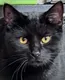 OP•CAT•WAYLON logo